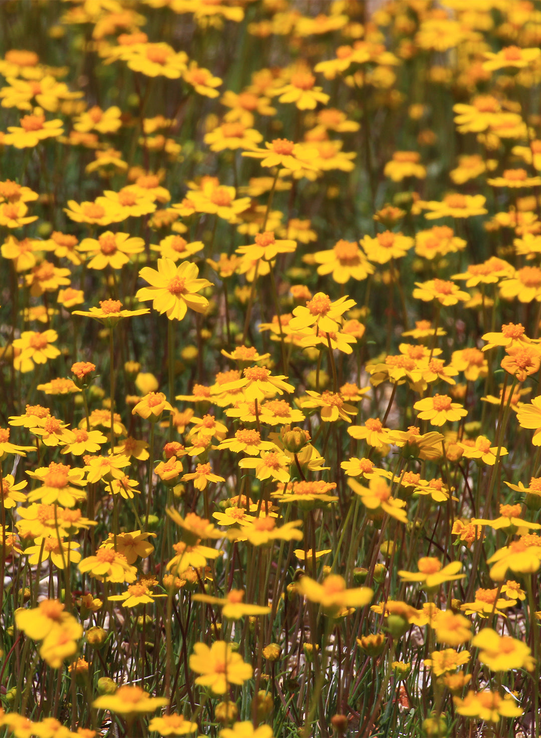 Lasthenia californica ssp. californica - California Goldfields (Plant)