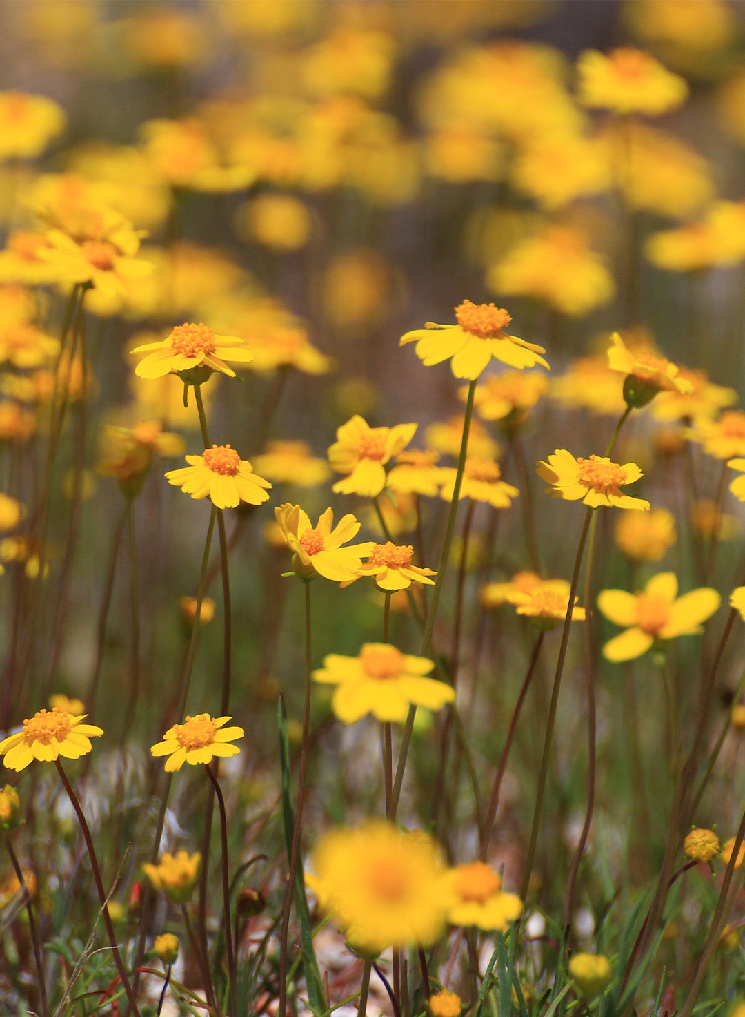 Lasthenia californica ssp. californica - California Goldfields (Plant)