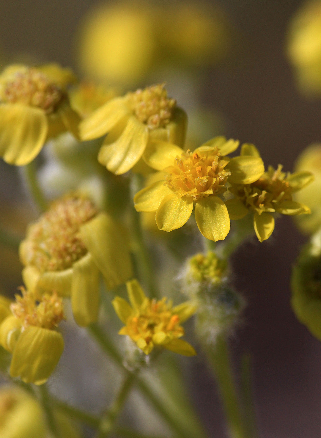 Lasthenia californica ssp. californica - California Goldfields (Plant)
