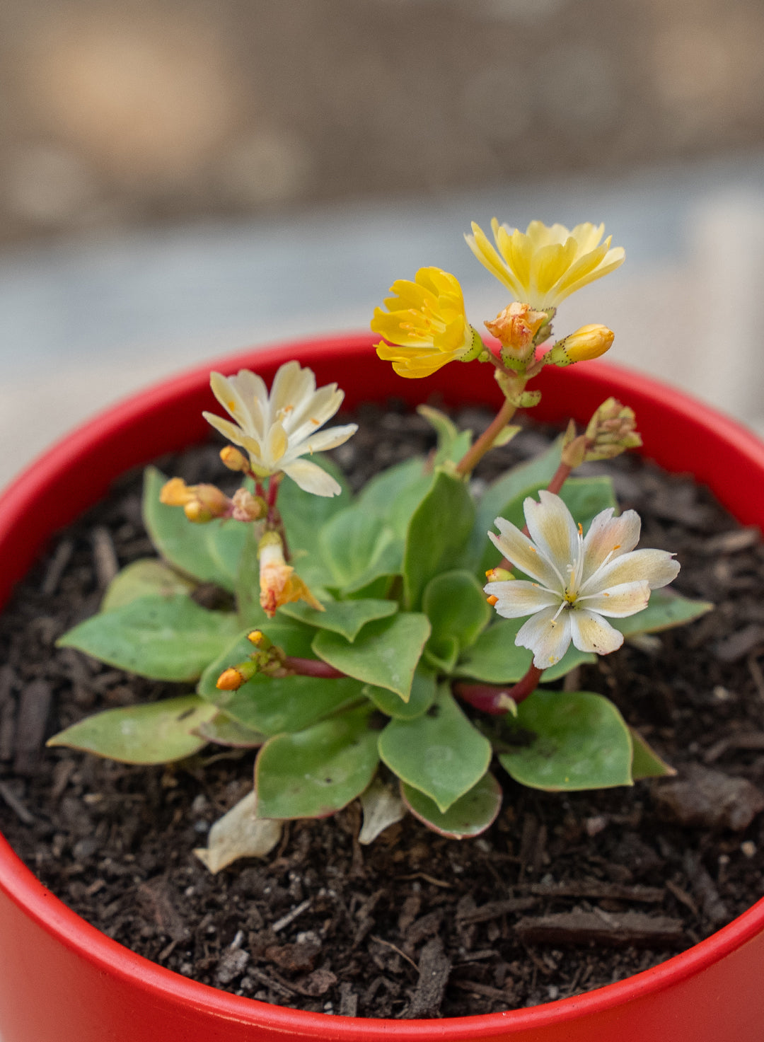 Lewisia cotyledon 'Elise Golden Yellow' - 'Elise Golden Yellow' Lewisia