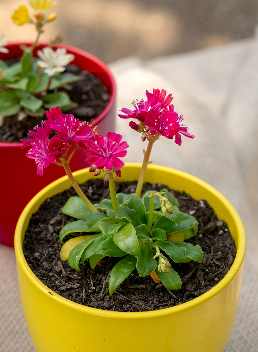 Lewisia cotyledon 'Elise Ruby Red' - 'Elise Ruby Red' Lewisia