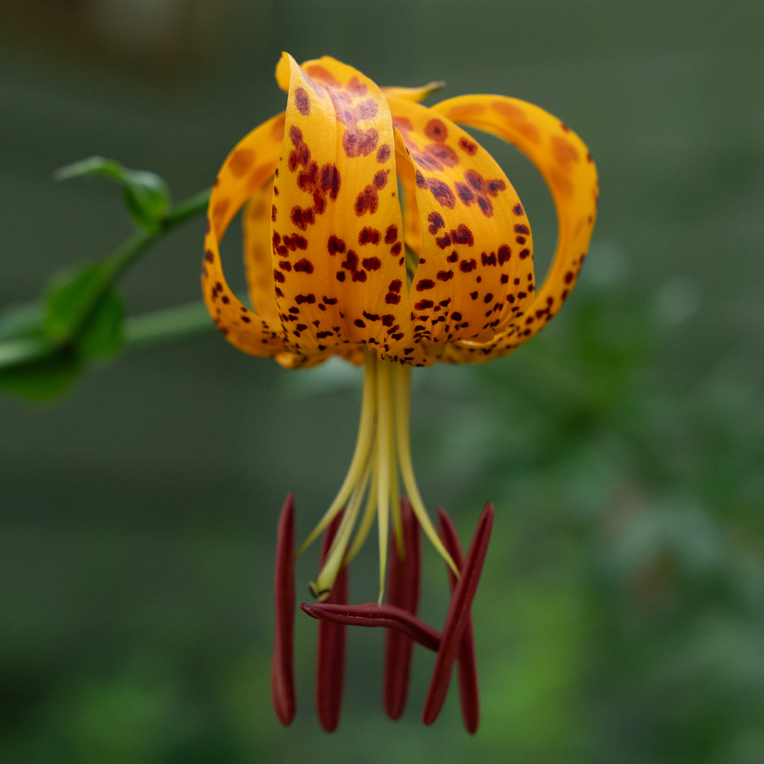 Lilium_humboldtii-1_07706ddf-e31e-436e-b7cd-8c7c9f76e632.jpg