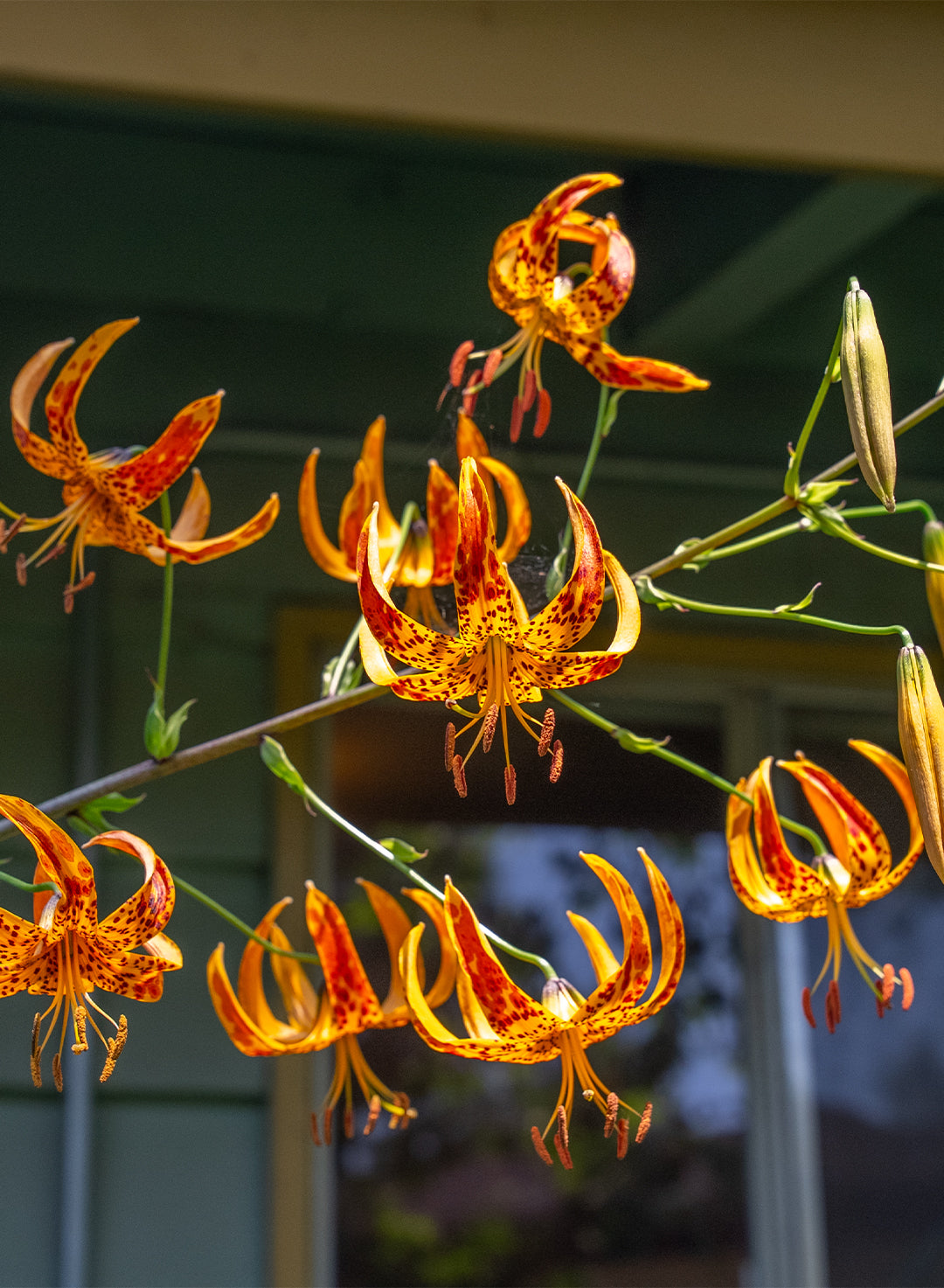Lilium humboldtii ssp. ocellatum - Ocellated Humboldt Lily (Plant)