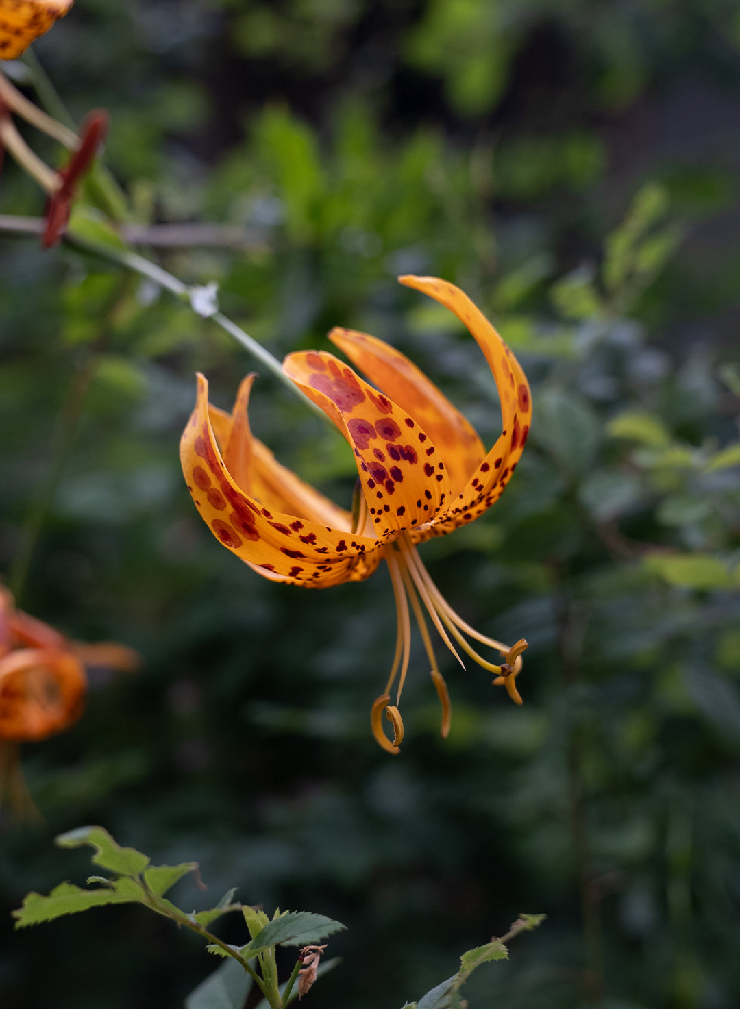 humboldt lily vs tiger lily Lilium humboldtii ssp. ocellatum