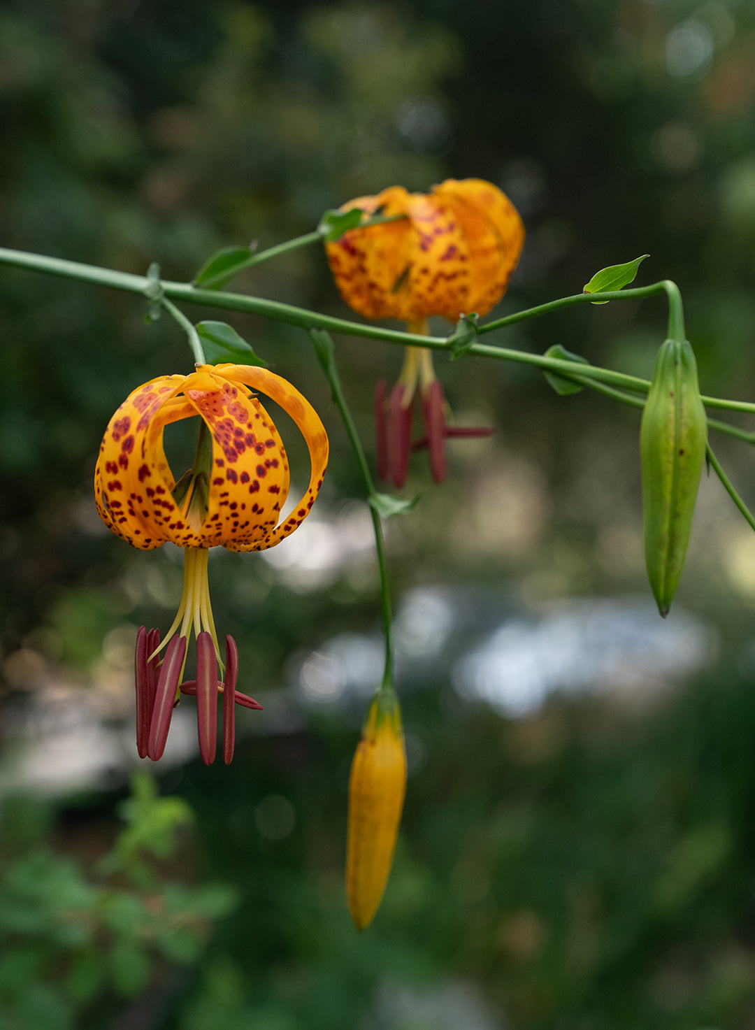 Lilium humboldtii ssp. ocellatum - Ocellated Humboldt Lily (Plant)
