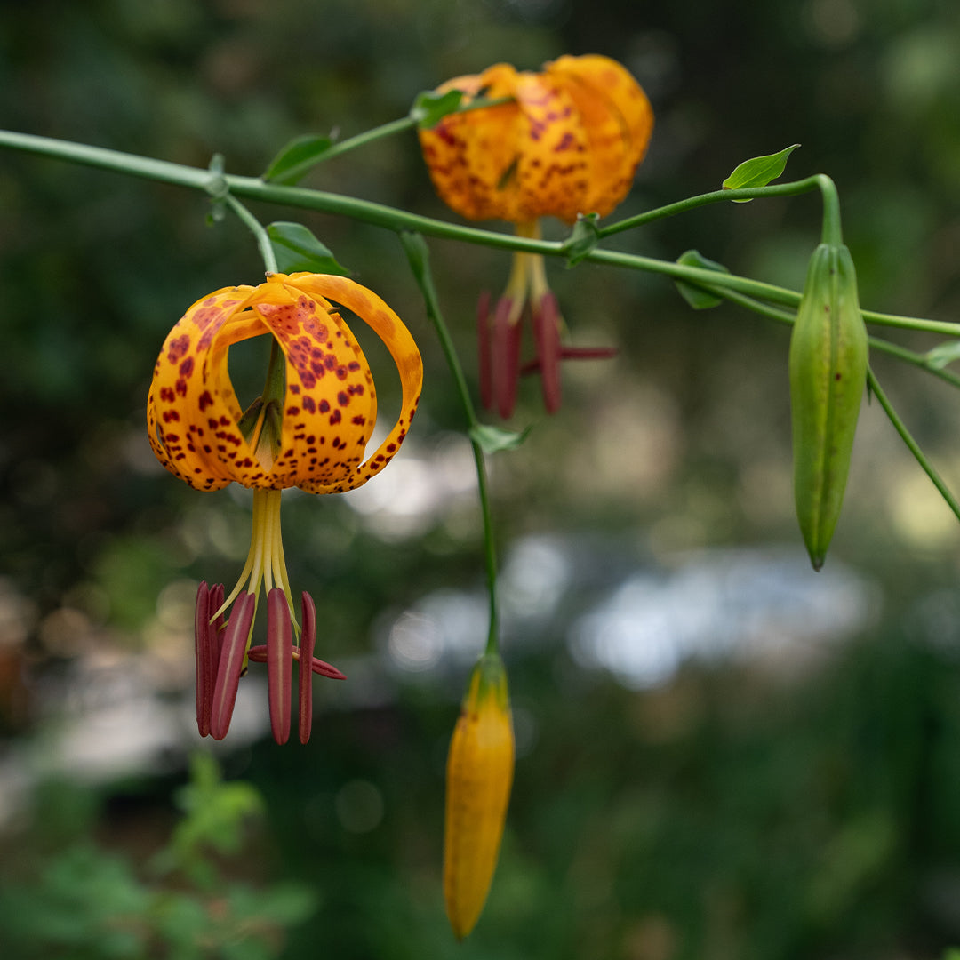 Lilium_humboldtii-4_5d575eef-a2f3-493d-8bad-88cabf1ae0b4.jpg