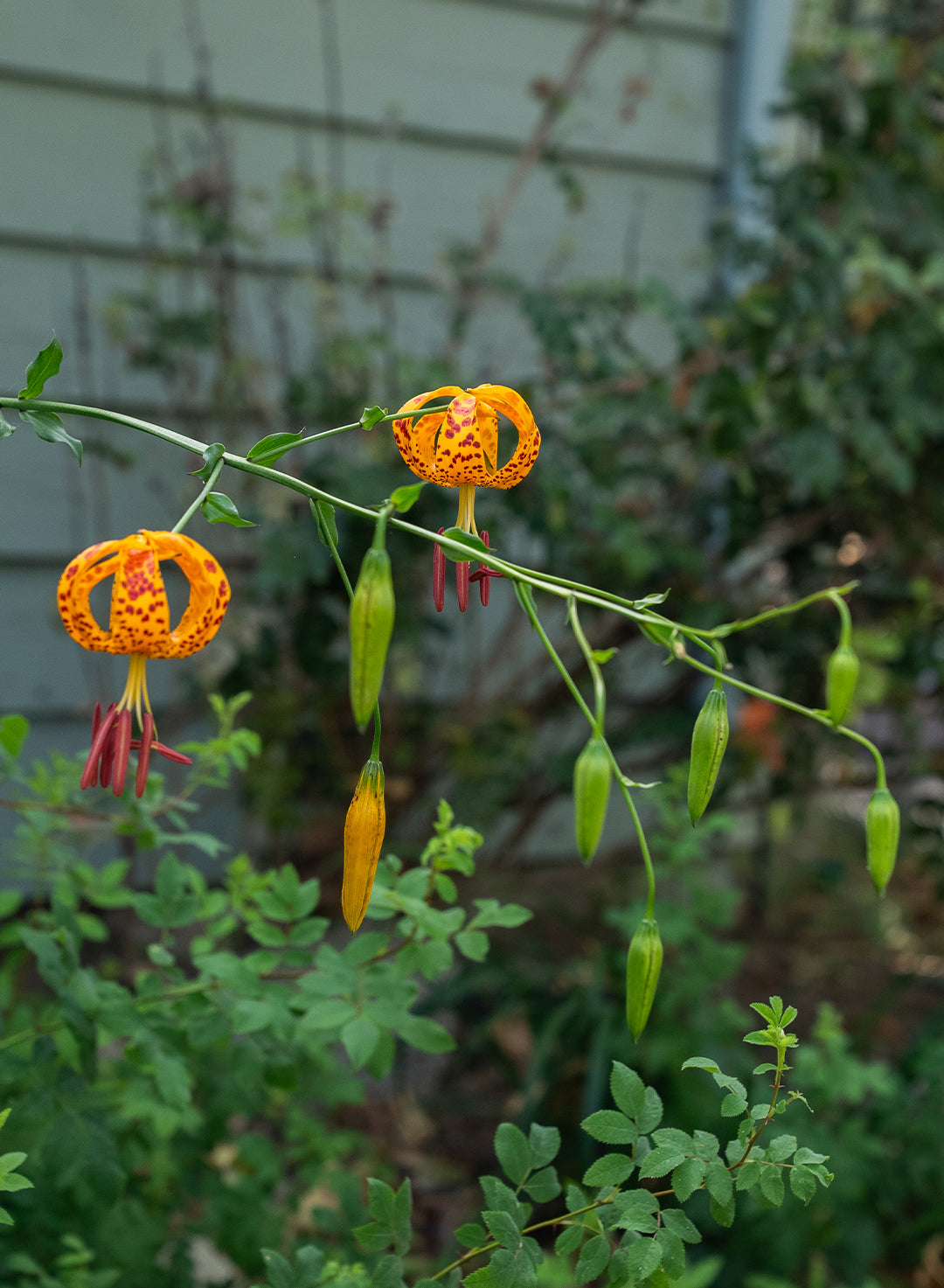 Lilium humboldtii ssp. ocellatum - Ocellated Humboldt Lily (Plant)
