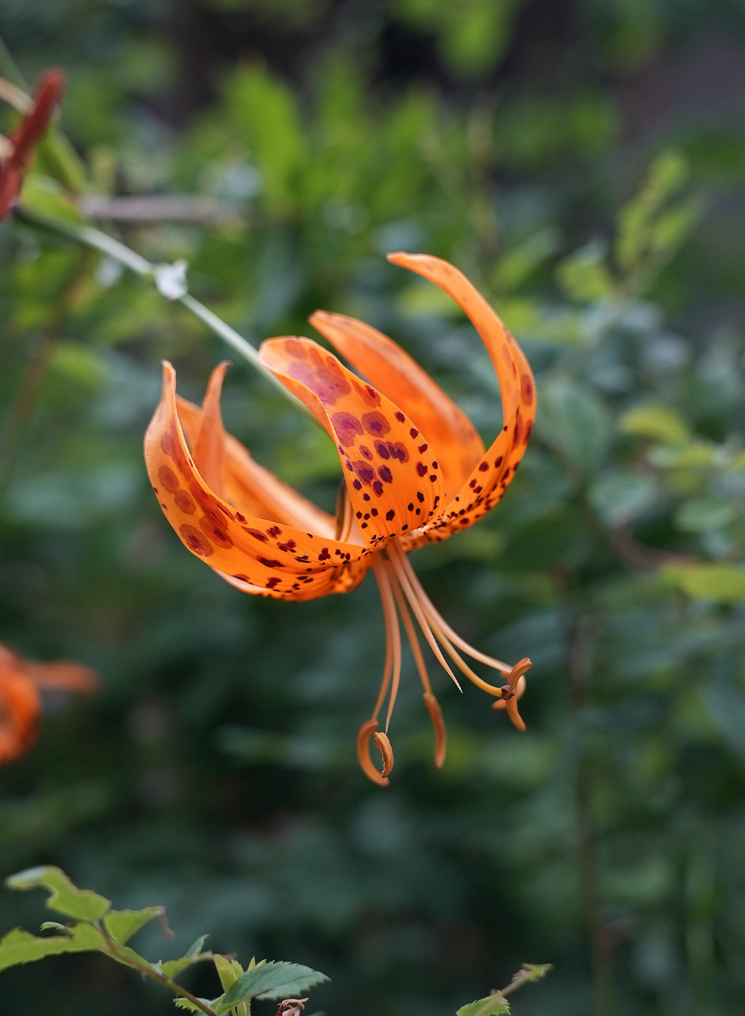 Lilium humboldtii ssp. ocellatum - Ocellated Humboldt Lily (Plant)