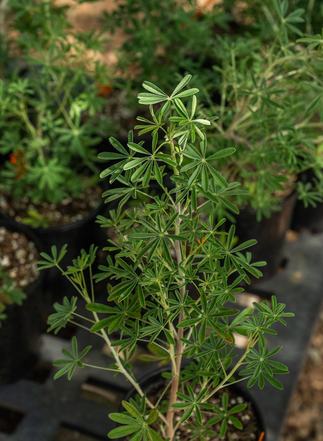 Lupinus longifolius - Long Leaf Bush Lupine, Violet Bush Lupine (Plant)