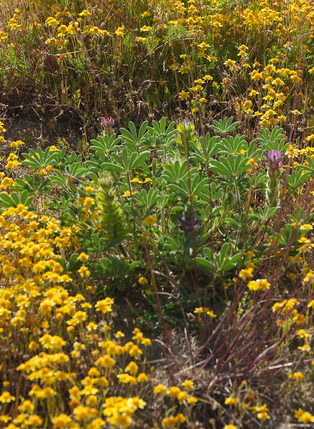 Lupinus microcarpus - Chick Lupine (Seed)