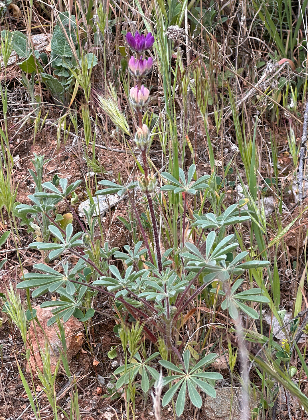 Lupinus microcarpus - Chick Lupine (Seed)