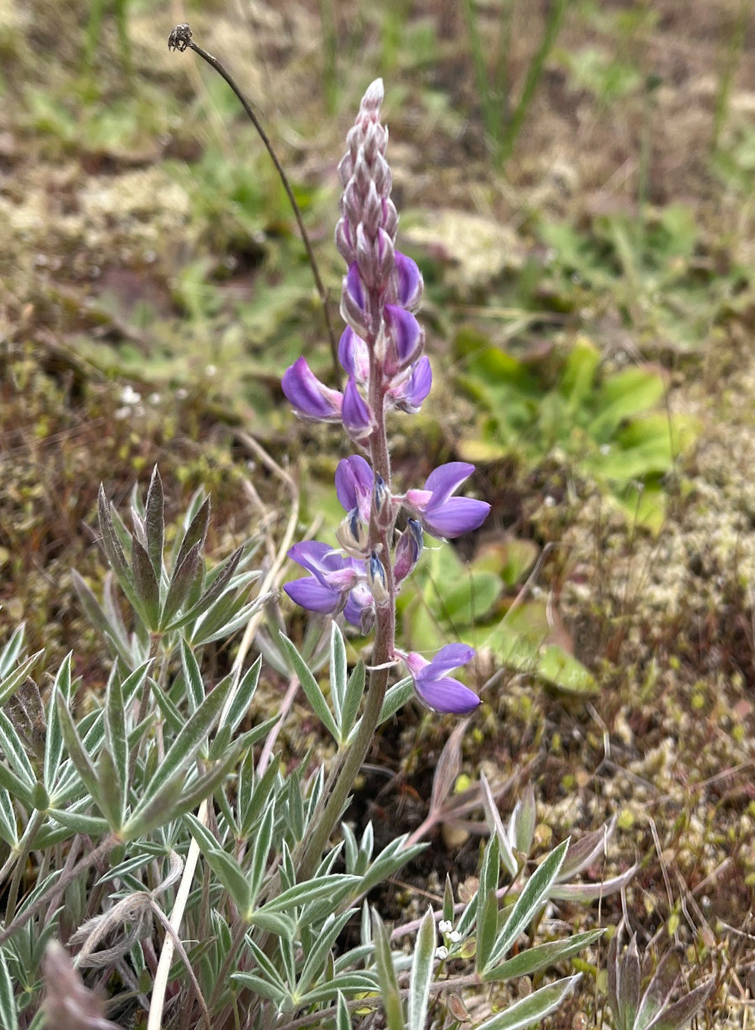 Lupinus albicaulis - Sickle Keeled Lupine (Seed)