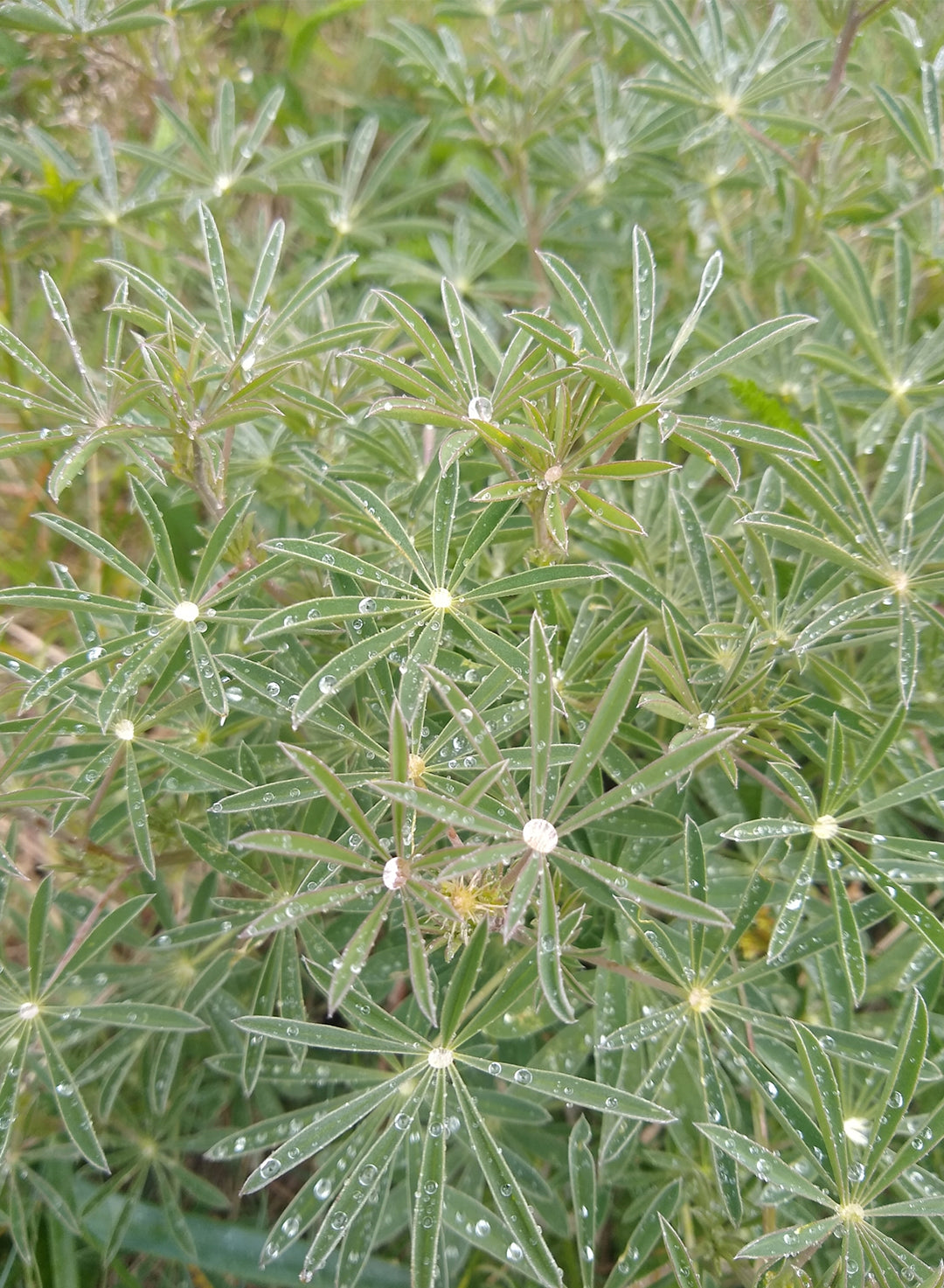 Lupinus albicaulis - Sickle Keeled Lupine (Seed)