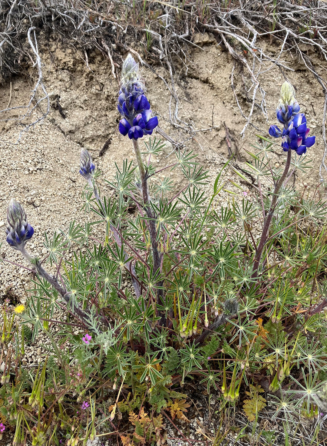 Lupinus benthamii (Plant)