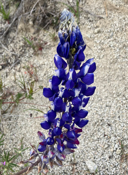 Lupinus benthamii - Spider Lupine (seed) – Theodore Payne Foundation