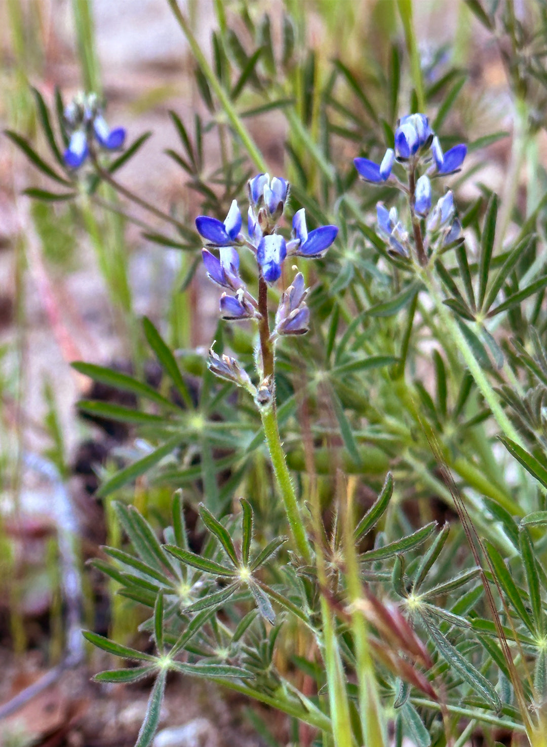 Lupinus bicolor - Miniature Lupine (Seed)