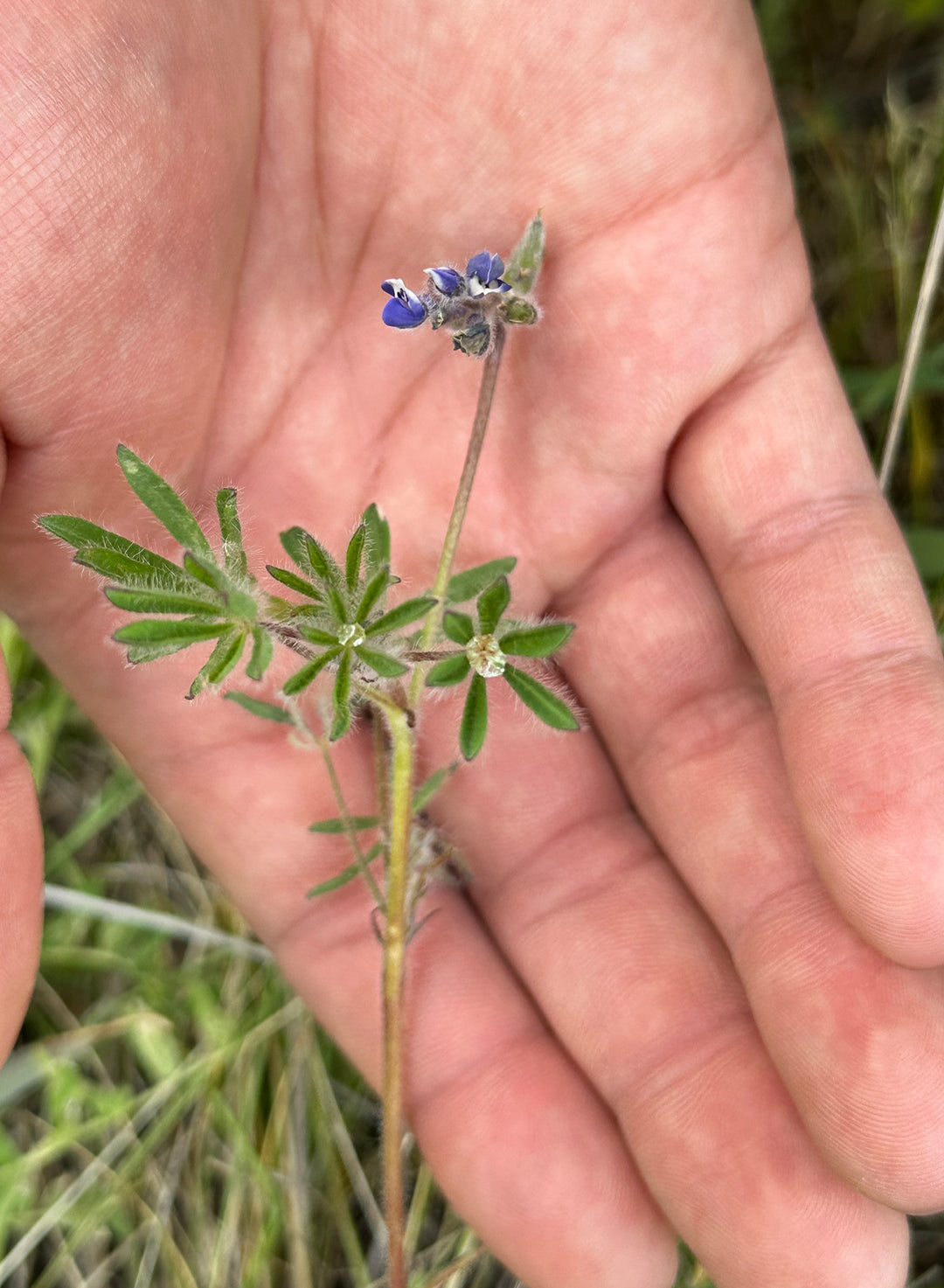 Lupinus bicolor - Miniature Lupine (Plant)