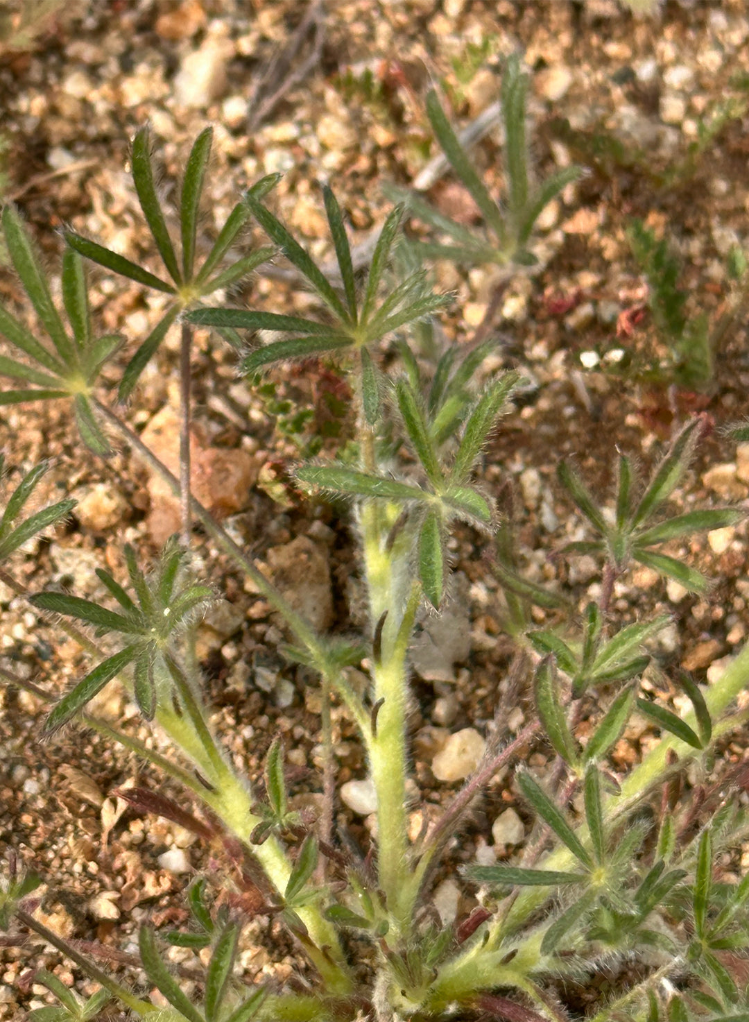 Lupinus bicolor - Miniature Lupine (Seed)