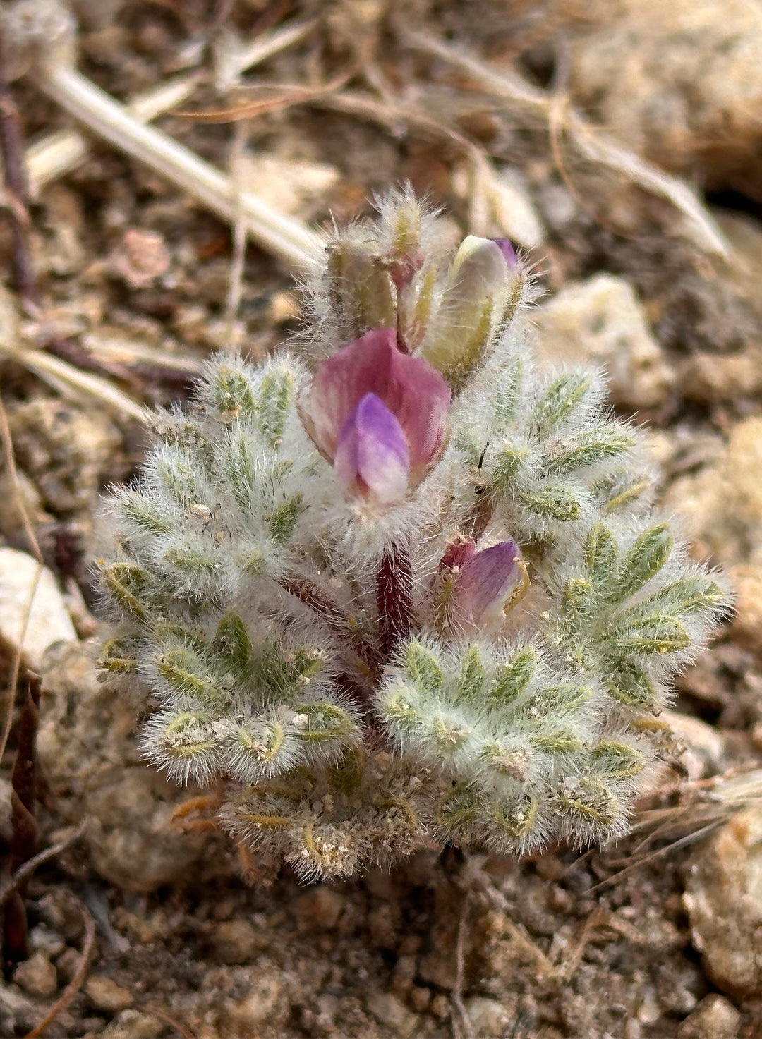 Lupinus concinnus - Elegant Lupine, Bajada Lupine, Scarlet Lupine (Plant)