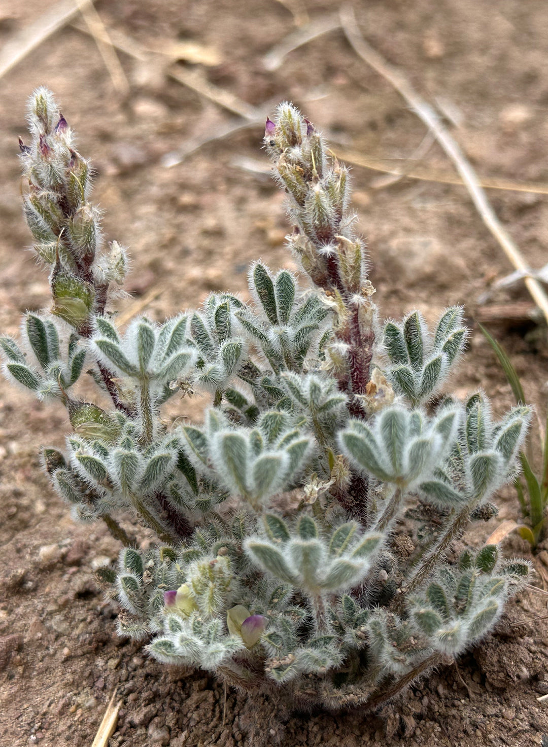 Lupinus concinnus - Elegant Lupine, Bajada Lupine, Scarlet Lupine (Plant)