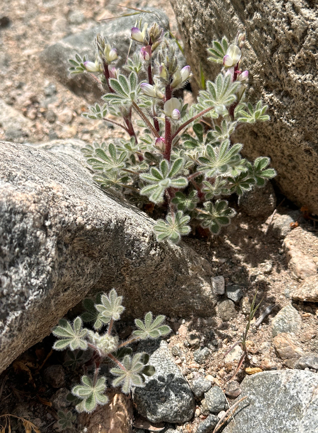 Lupinus concinnus - Elegant Lupine, Bajada Lupine, Scarlet Lupine (Plant)