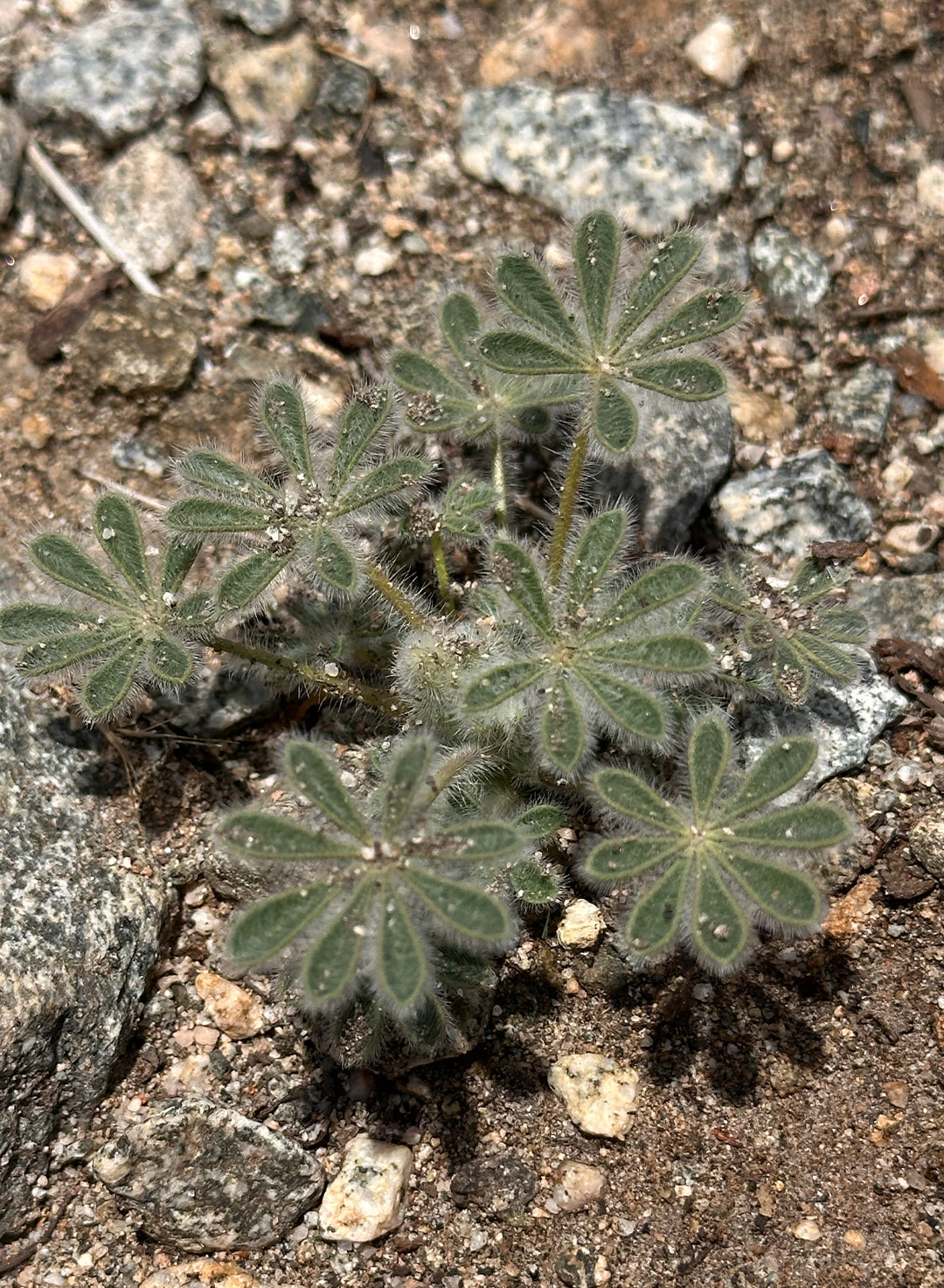 Lupinus concinnus - Elegant Lupine, Bajada Lupine, Scarlet Lupine (Plant)