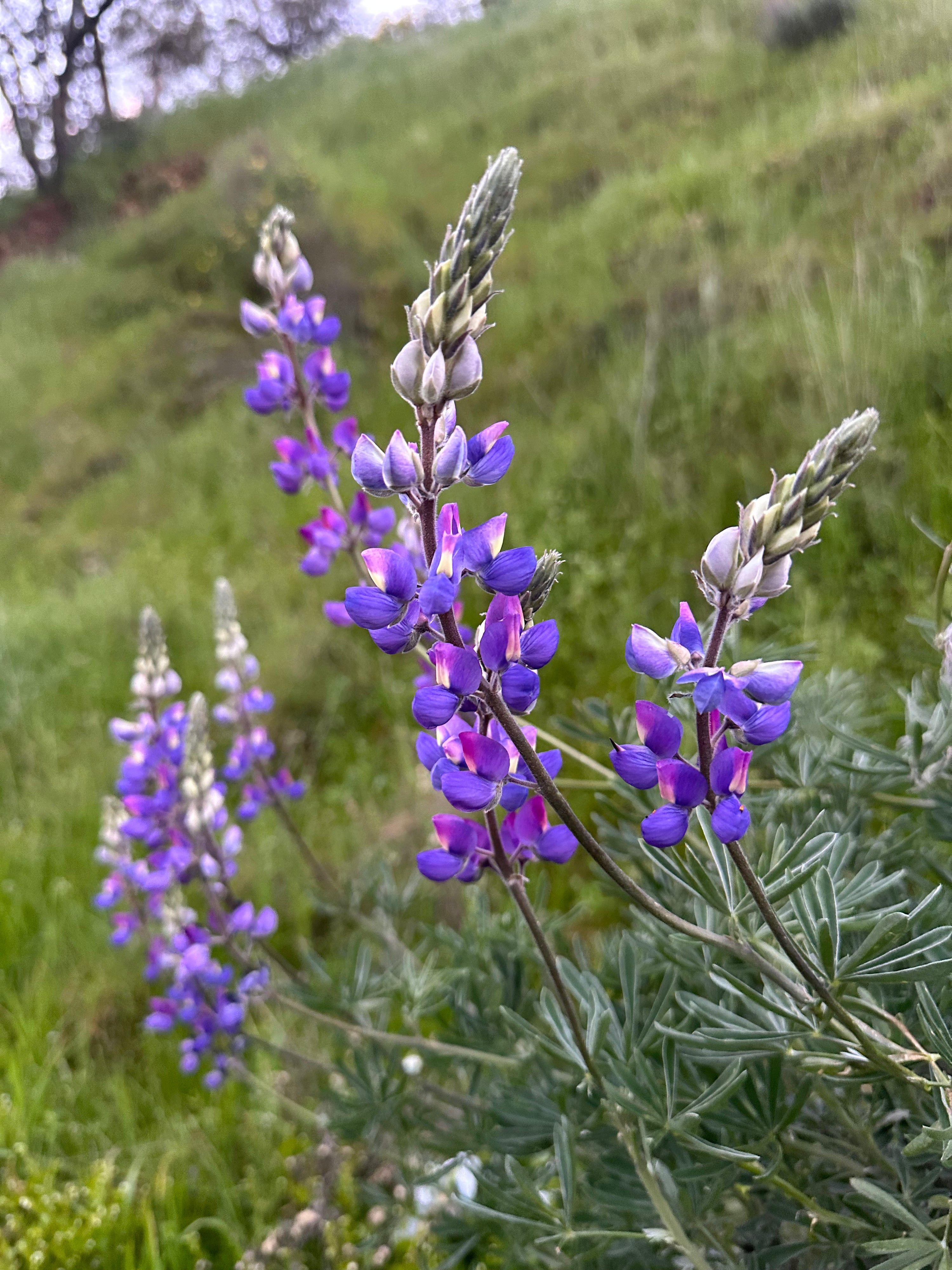 Lupinus excubitus - Grape Soda Lupine (Seed)
