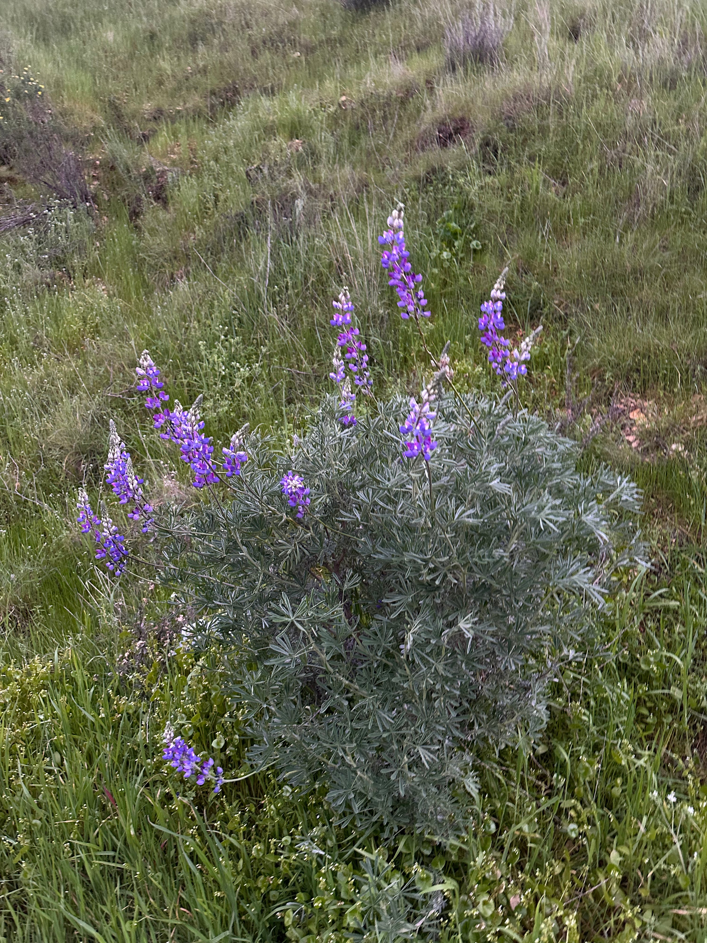 Lupinus excubitus - Grape Soda Lupine (Seed)