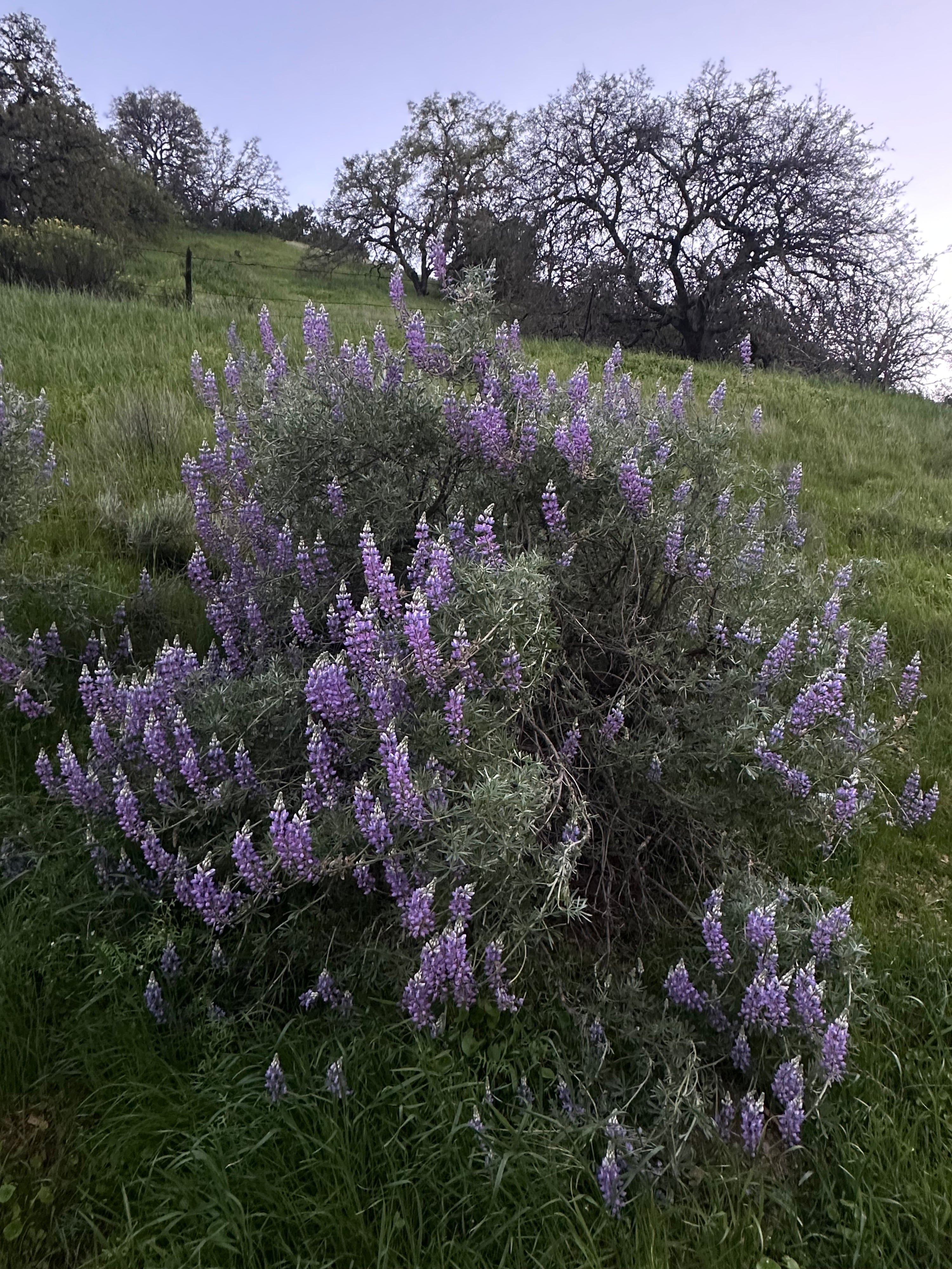 Lupinus excubitus - Grape Soda Lupine (Seed)