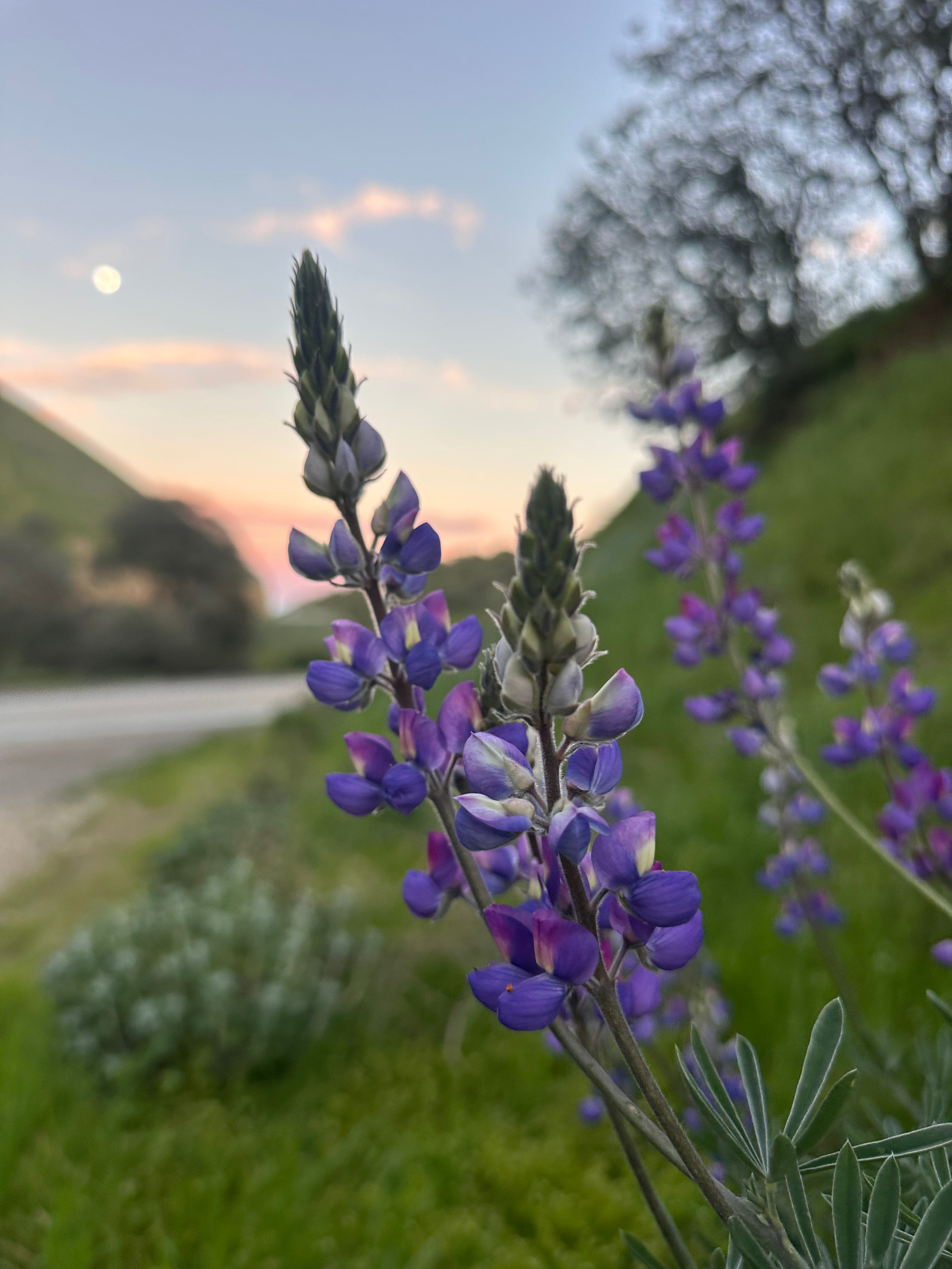 Lupinus excubitus - Grape Soda Lupine (Seed)