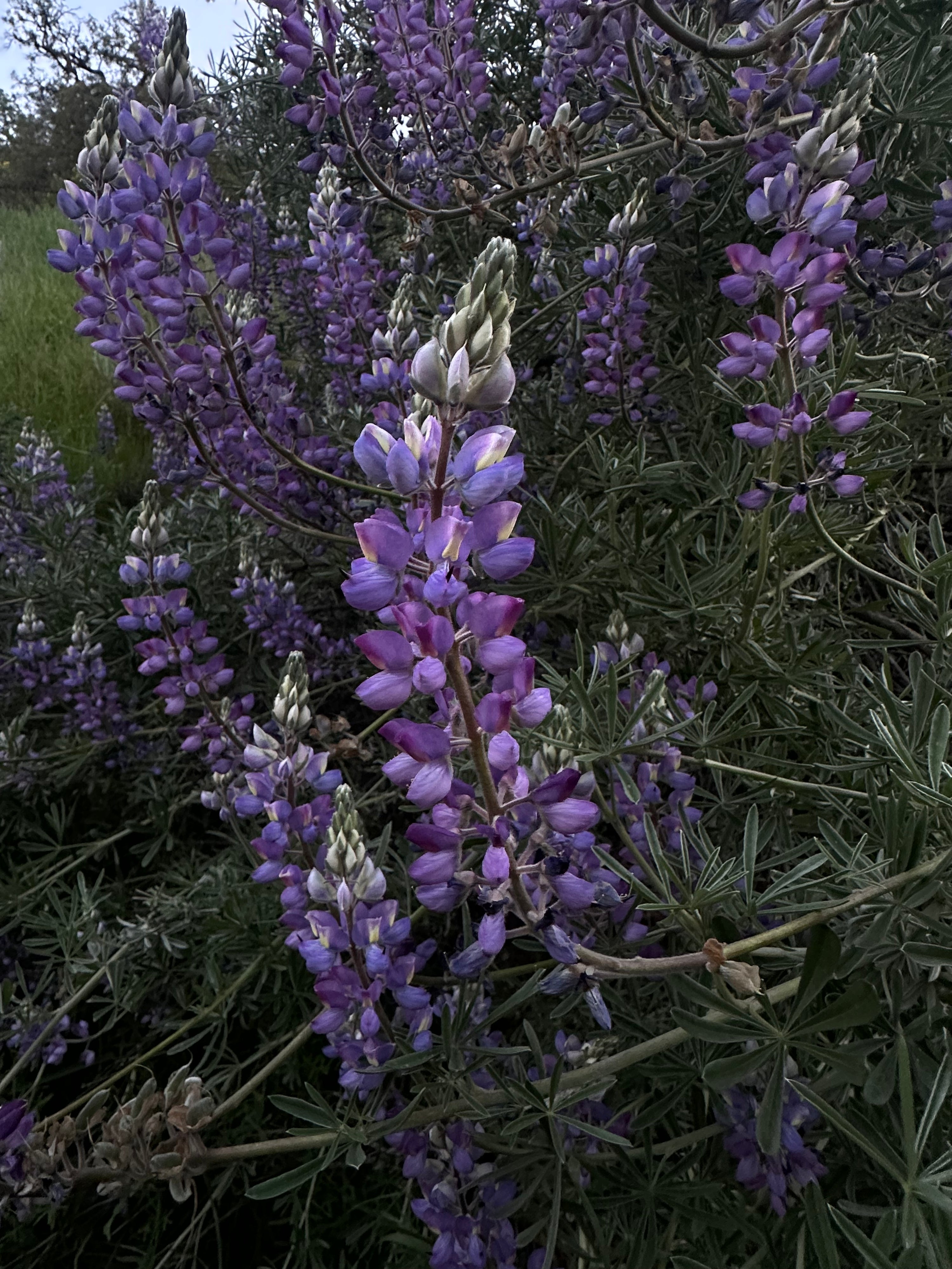 Lupinus excubitus - Grape Soda Lupine (Seed)