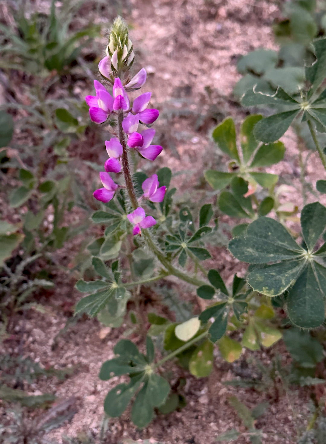 Lupinus hirsutissimus - Stinging Annual Lupine, Stinging Lupine (Plant)