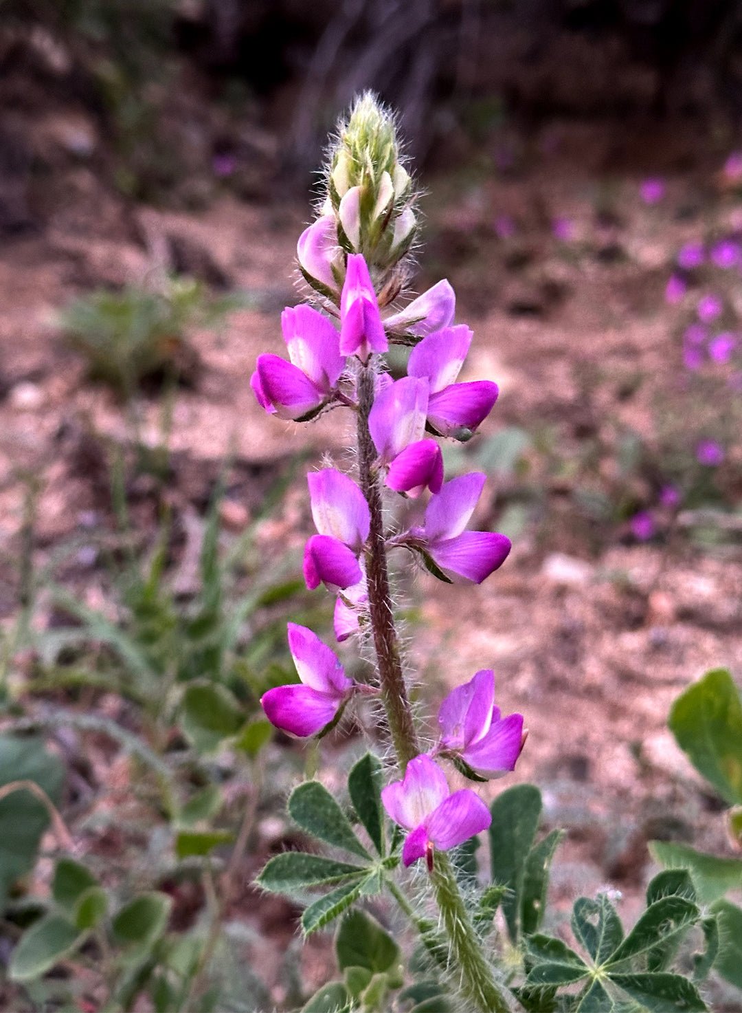 Lupinus hirsutissimus - Stinging Annual Lupine, Stinging Lupine (Plant)