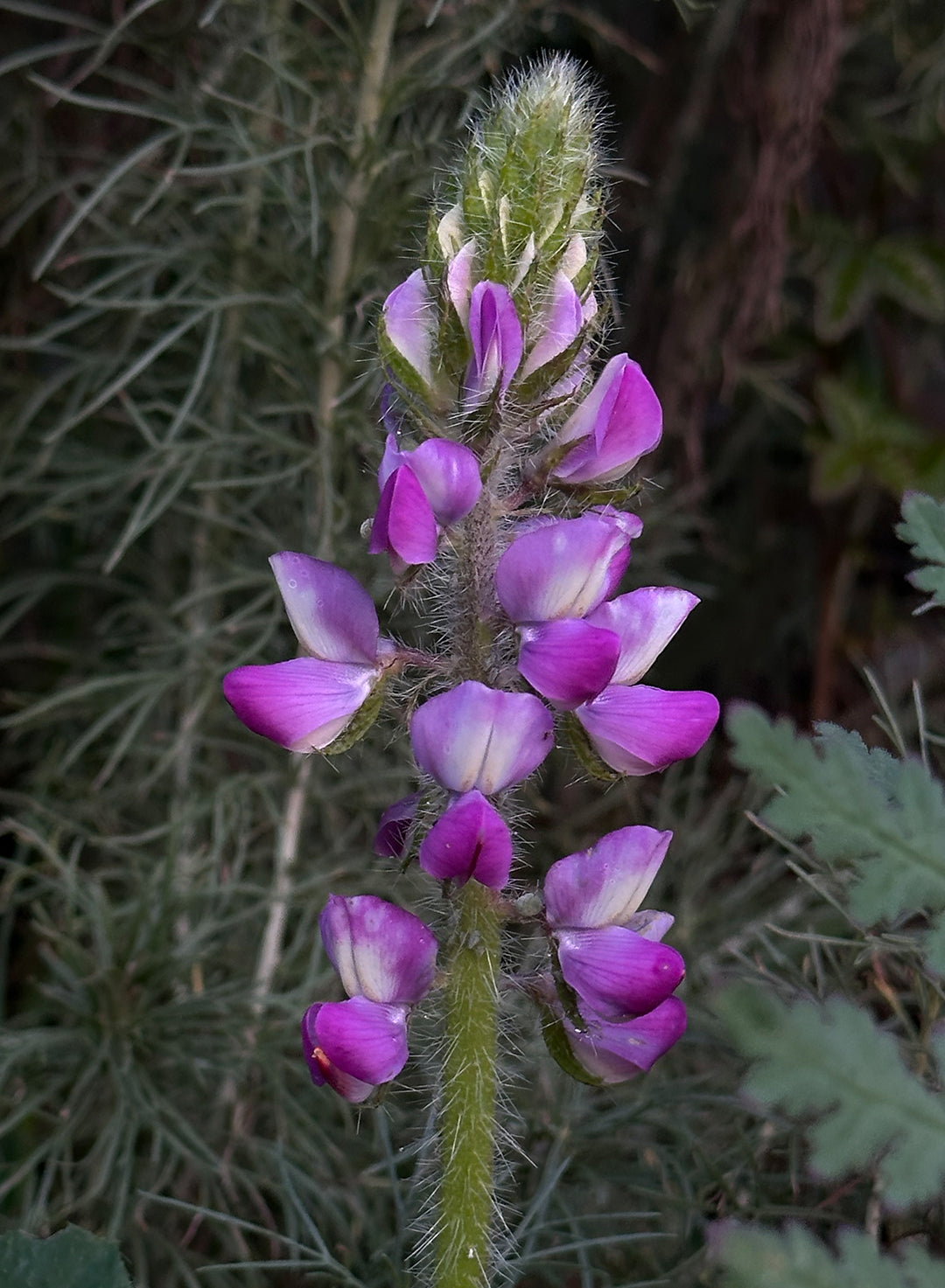Lupinus hirsutissimus - Stinging Annual Lupine, Stinging Lupine (Plant)