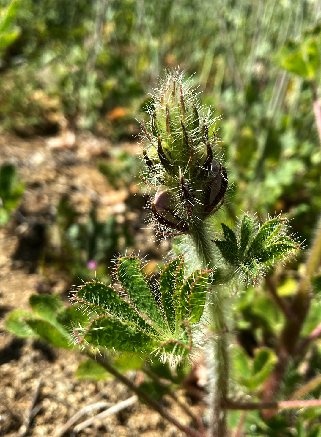 Lupinus hirsutissimus - Stinging Annual Lupine, Stinging Lupine (Plant)