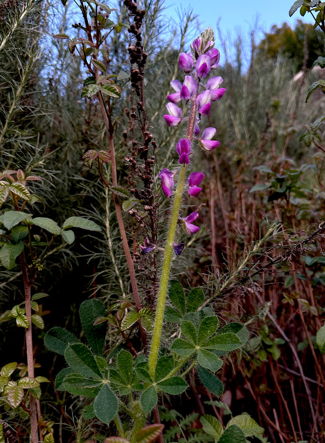 Lupinus hirsutissimus - Stinging Annual Lupine, Stinging Lupine (Plant)