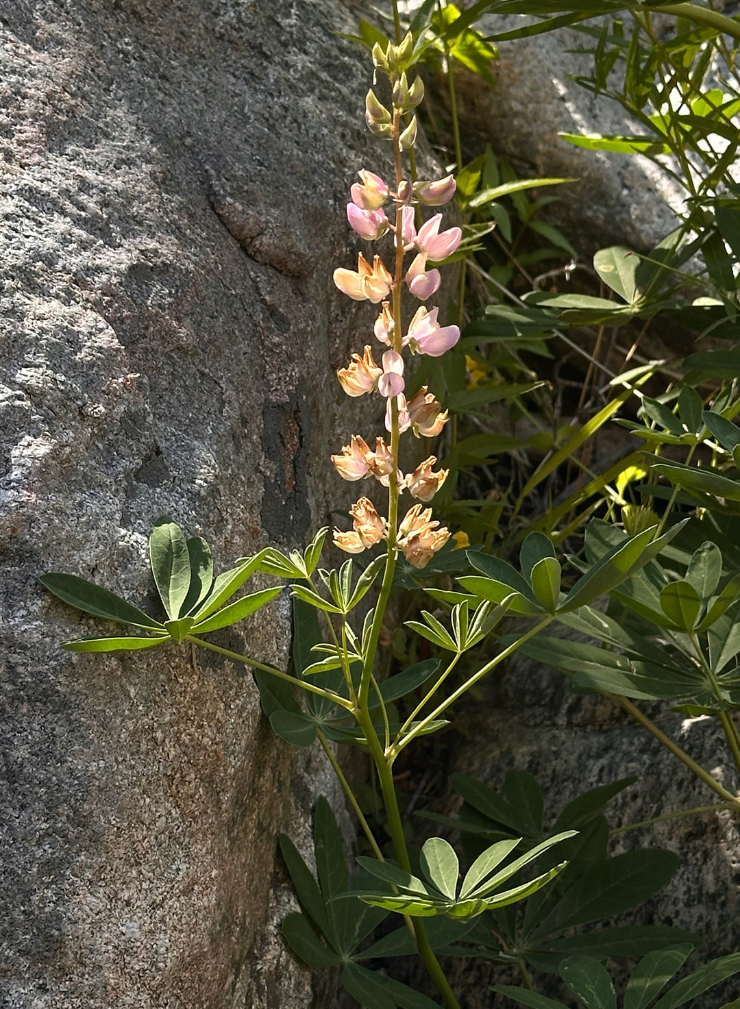Lupinus latifolius - Bigleaf Lupine, Broad Leaf Lupine (Plant)
