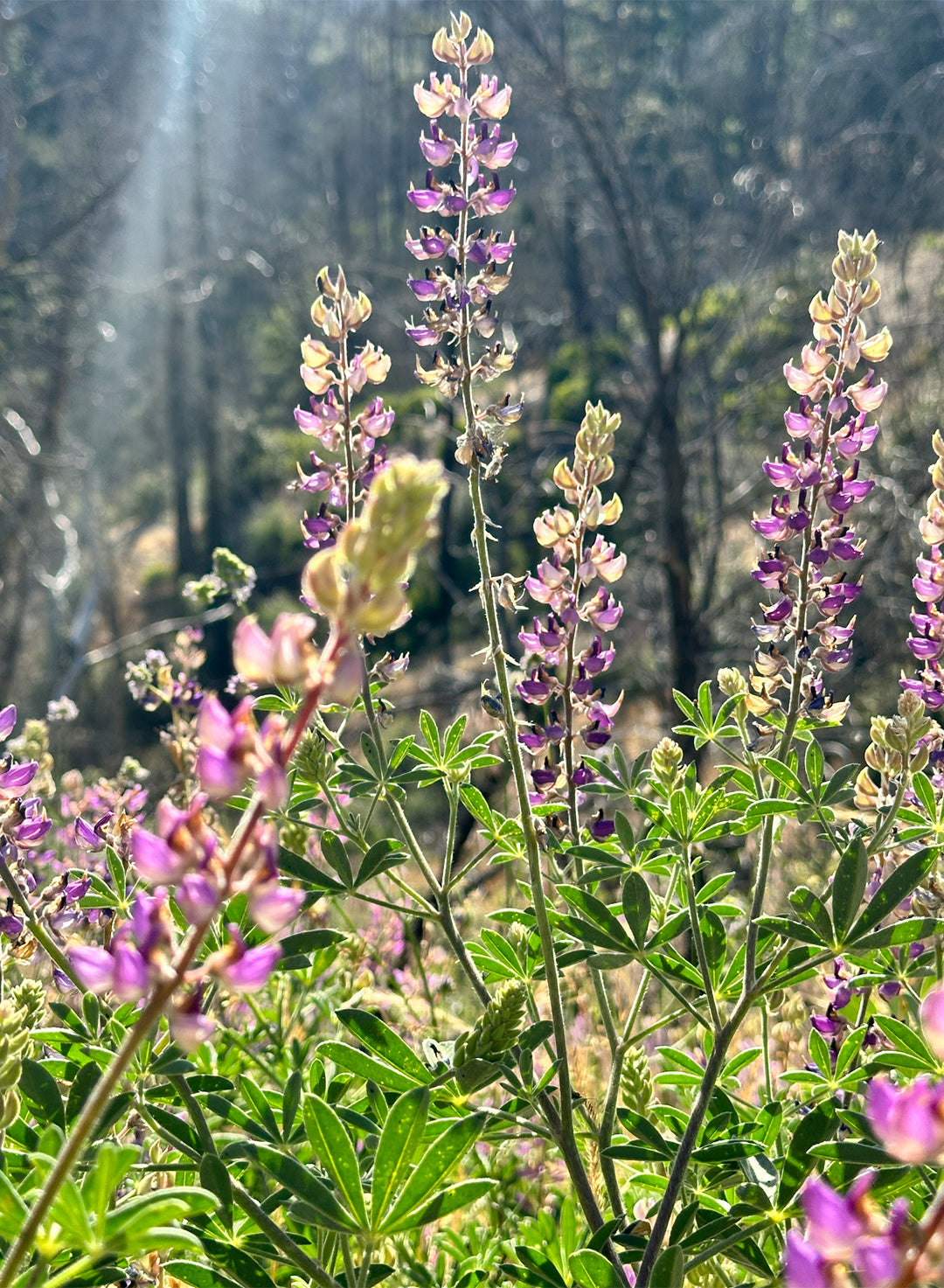 Lupinus latifolius - Bigleaf Lupine, Broad Leaf Lupine (Plant)