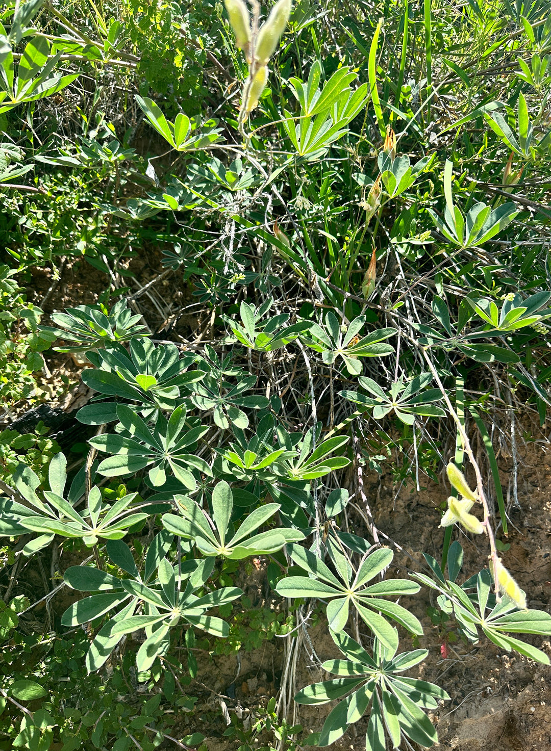 Lupinus latifolius - Bigleaf Lupine, Broad Leaf Lupine (Plant)