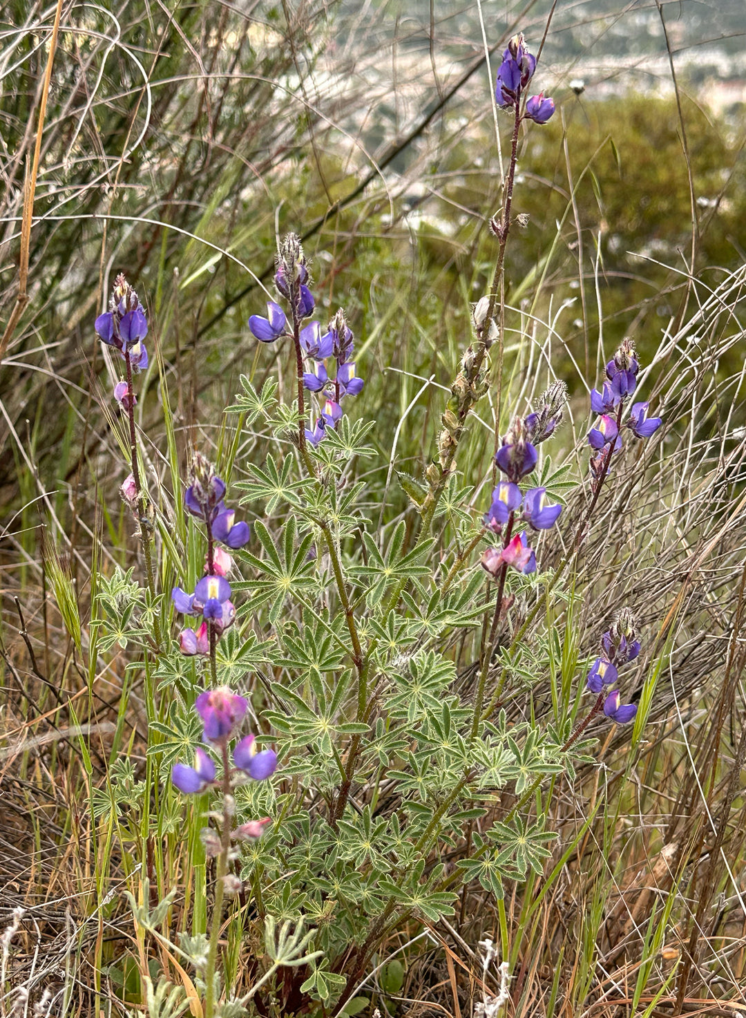 Lupinus sparsiflorus - Coulter's Lupine, Mojave Lupine (Seed)