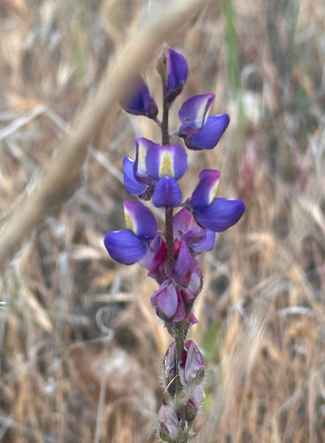 Lupinus sparsiflorus - Coulter's Lupine, Mojave Lupine (Seed)