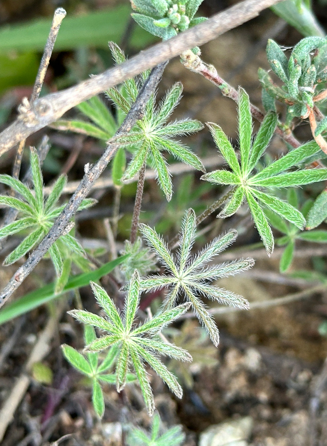Lupinus sparsiflorus - Coulter's Lupine, Mojave Lupine (Seed)