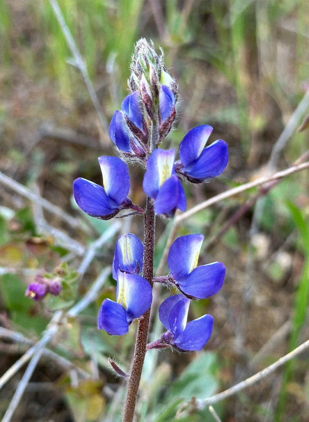 Lupinus sparsiflorus - Coulter's Lupine, Mojave Lupine (Seed)