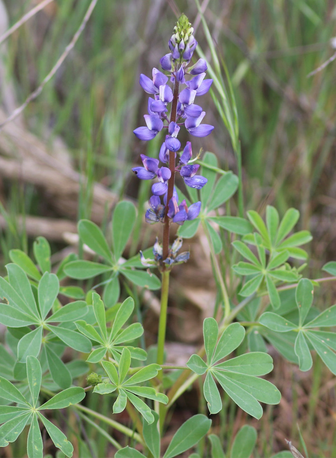 Lupinus succulentus - Arroyo Lupine (Seed)