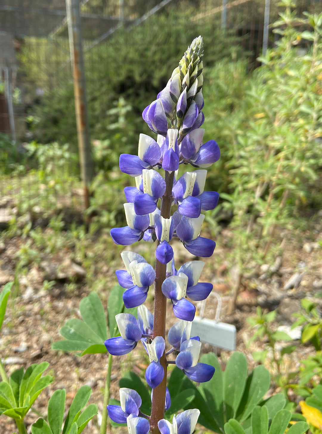 Lupinus succulentus - Arroyo Lupine (Plant)