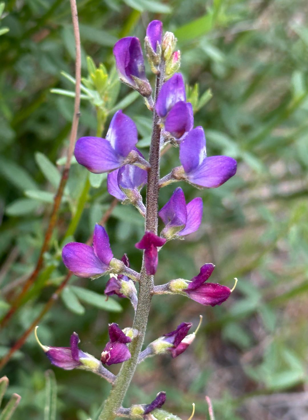 Lupinus truncatus - Collared Annual Lupine (Plant)