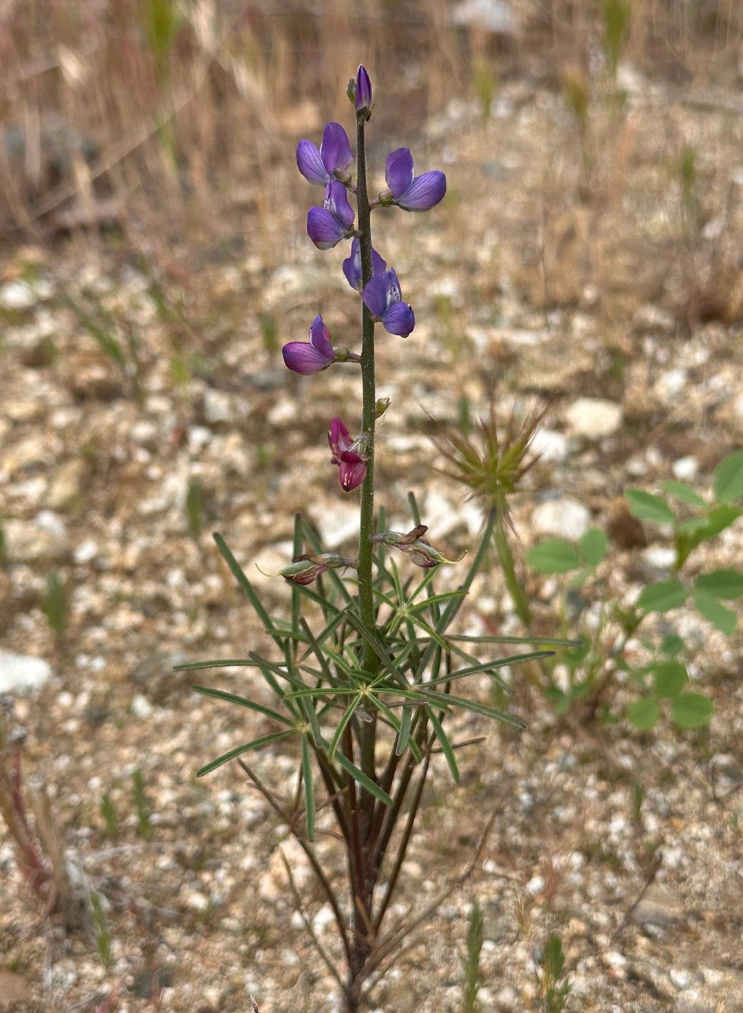 Lupinus truncatus - Collared Annual Lupine (Plant)