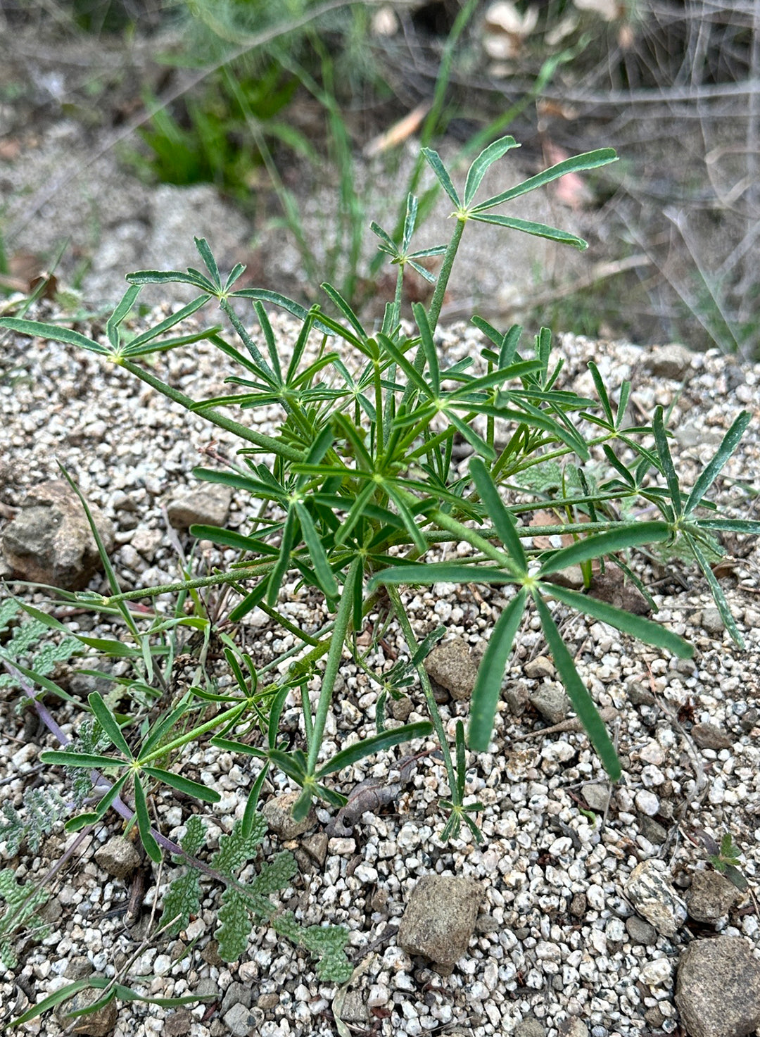 Lupinus truncatus - Collared Annual Lupine (Plant)