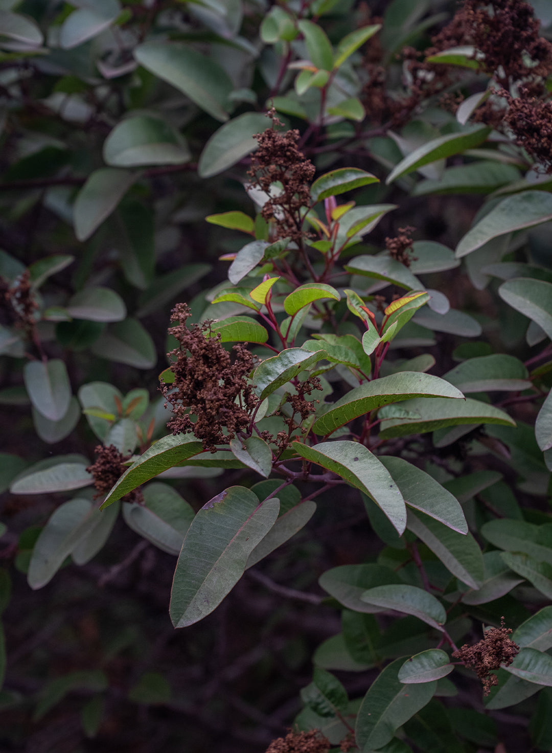 Malosma laurina - Laurel Sumac (Plant)