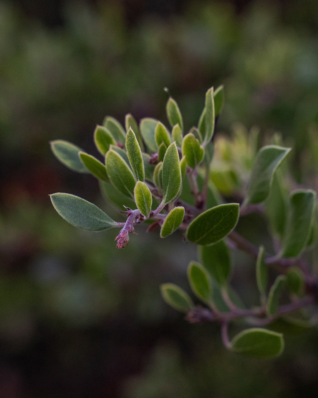 Arctostaphylos rudis 'Vandenberg' - Vandenberg Sand Mesa Manzanita (Plant)